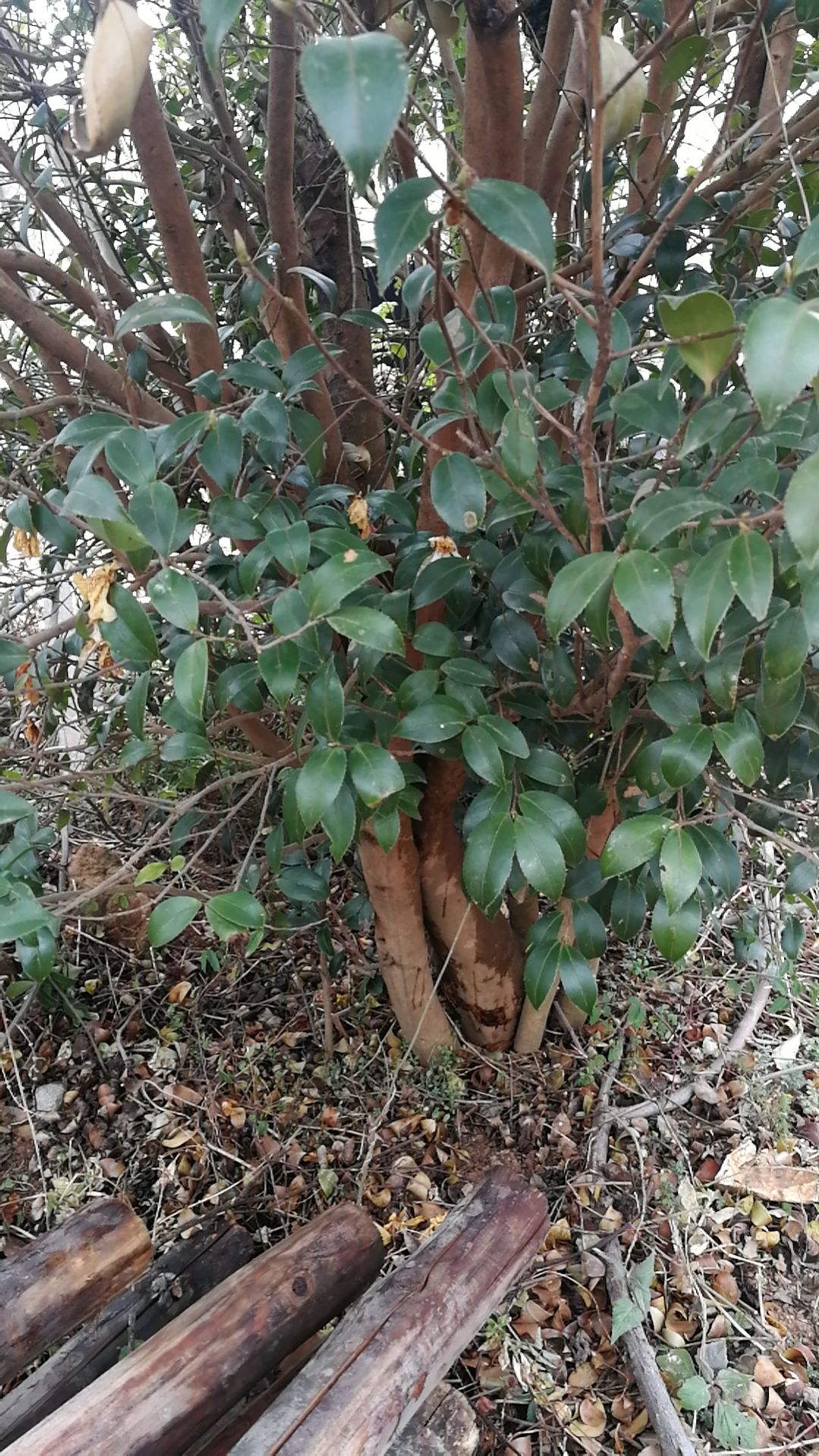 茶花树 油茶树