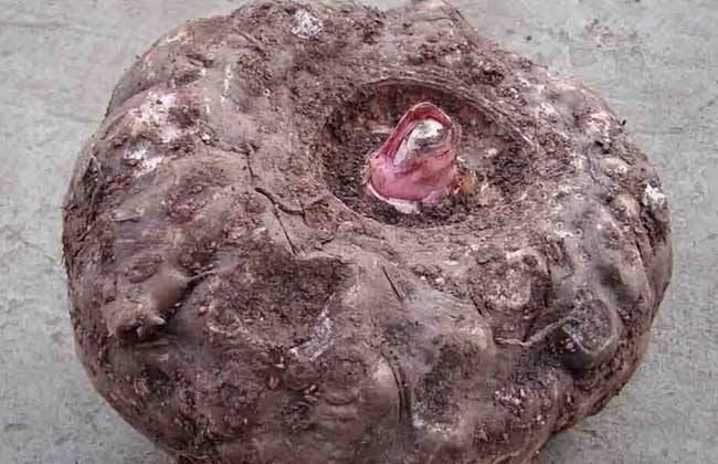 富源县 魔芋种 有各种大小