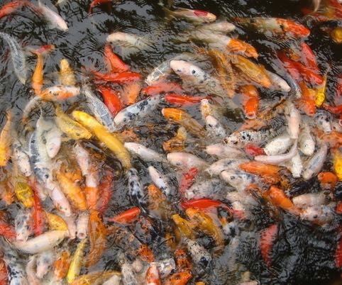 佛山黑锦鲤 0.5-2.5公斤 人工养殖