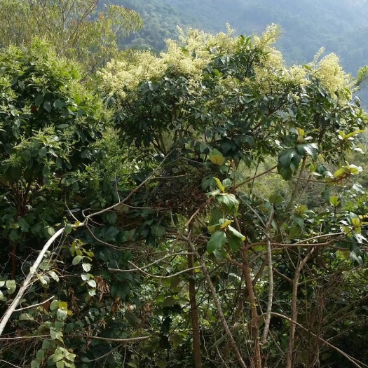 鸭脚木蜜 广东阳春本地纯正冬糖，有需要的请私聊。