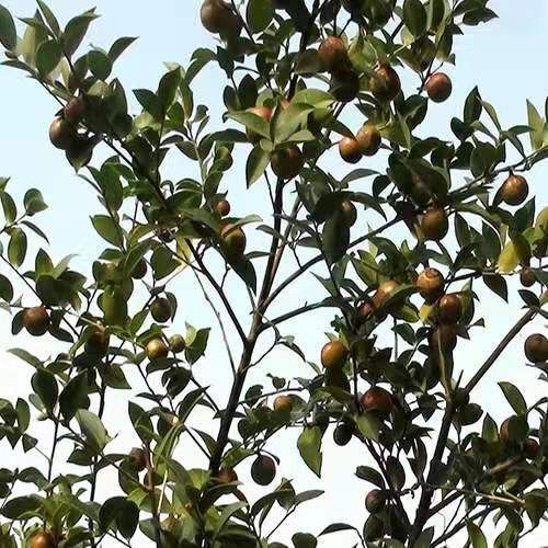 攸县湖南产湘林，长林系列优质嫁接油茶苗，基地直供批发，快递包邮
