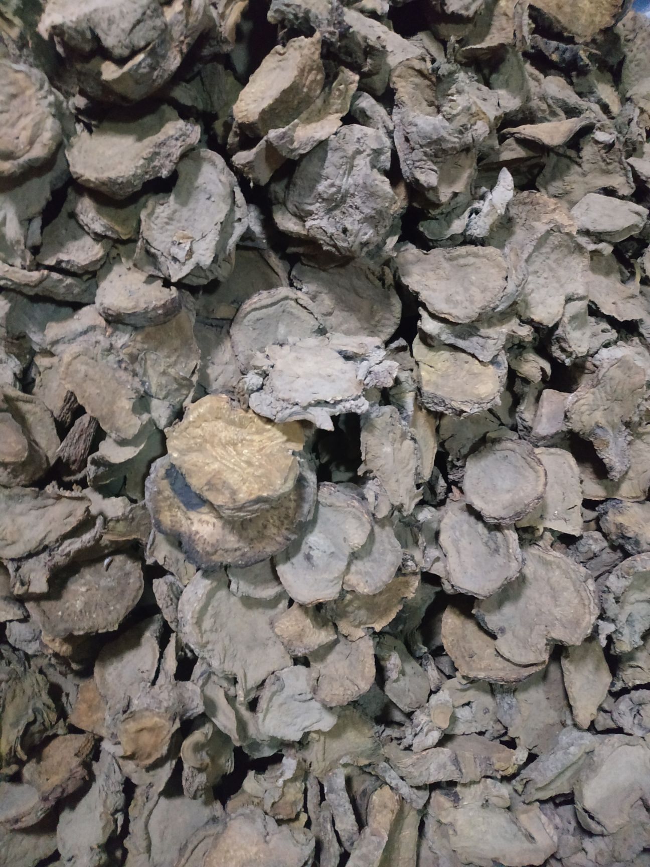 南大黄   马蹄大黄