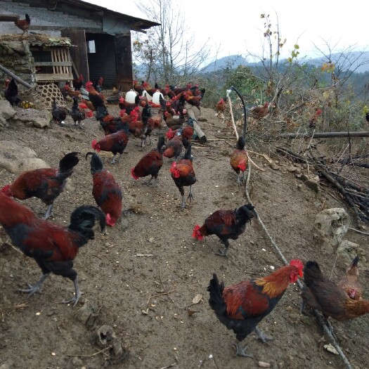 凯里市 限量供应  散养土鸡   纯包谷喂养