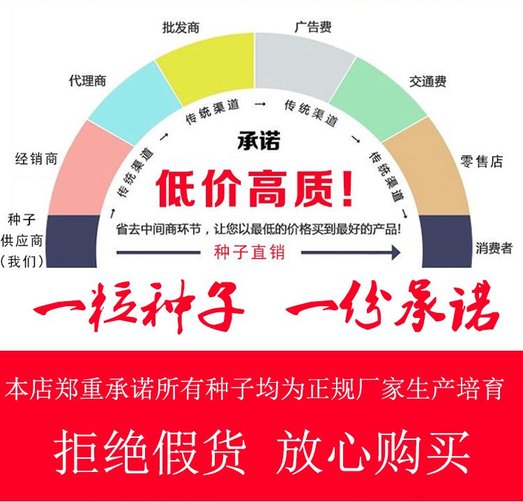 硬粉番茄种子  露天西红柿种子大果抗病毒耐裂陆地拱棚抗高温