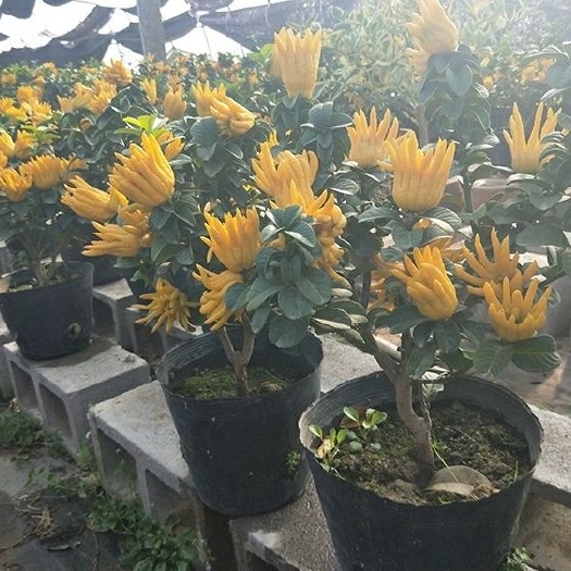 平邑县佛手瓜苗 佛手苗千佛手苗金佛手苗室内花卉盆栽苗净化空气南方种植当年结果