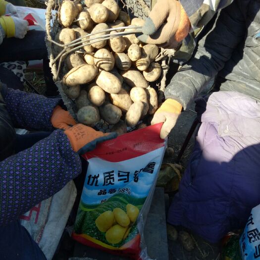 望奎县荷兰806土豆种子 荷兰十五种薯，荷兰806种薯热卖中大量现货出售
