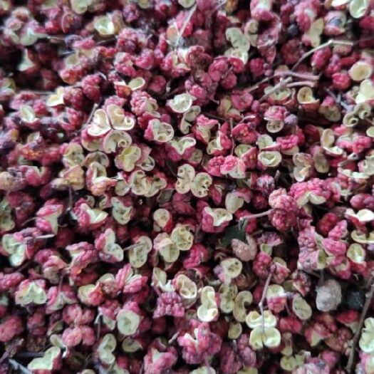 积石山县 农家自种花椒，花椒之山-积石山