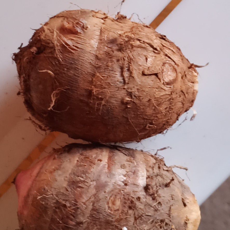 红土地出来的红芽芋头味道好颜色正，正是热卖款！