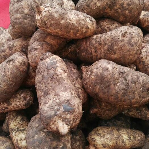 大方县 大方辣椒，大方豆干等豆制品，大方天麻，云南三七