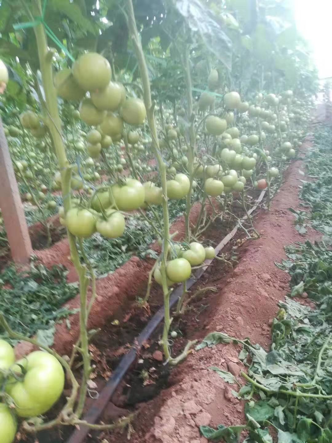  粉果  西红柿苗，早春西红柿番茄种子种苗  抗病毒 抗死棵