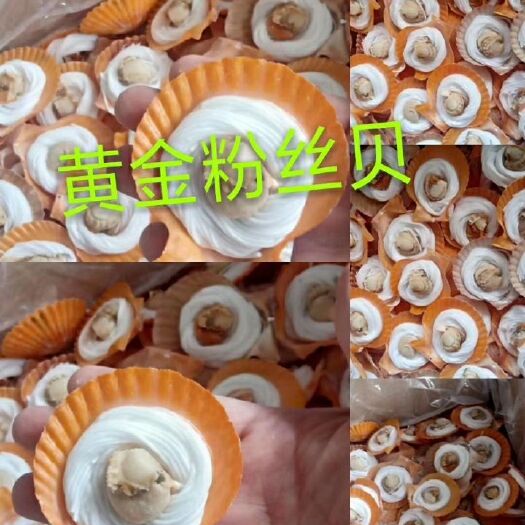 济南黄金贝 黄金粉丝贝