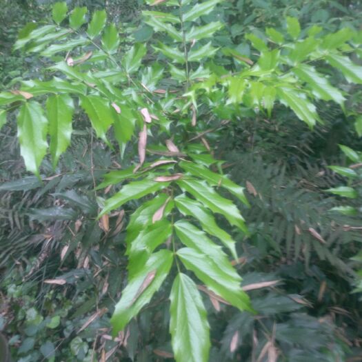 南充中药材十大功劳  十大功劳，功劳木各种规格，需要要私店主