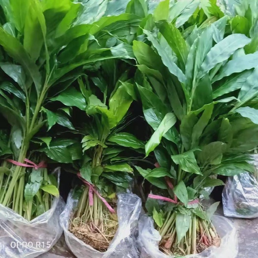马关县草果苗 丛生苗 0.5~1米