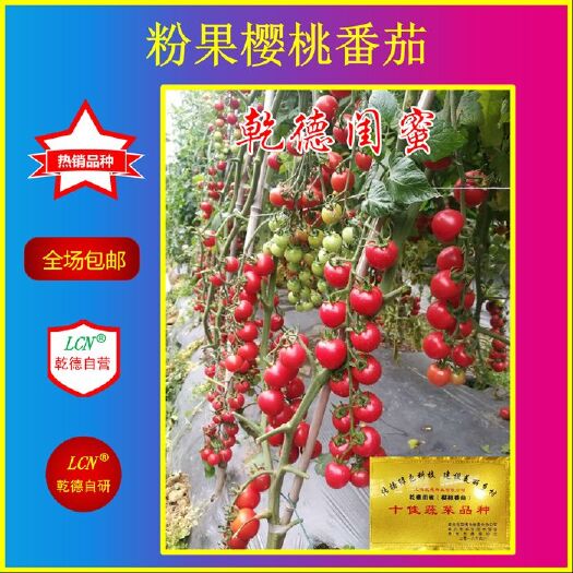 【包邮】乾德闺蜜   口感圆果粉色樱桃番茄