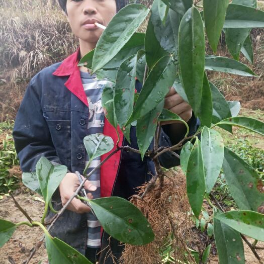 通道县粉红一号  黑老虎苗包邮     2年苗