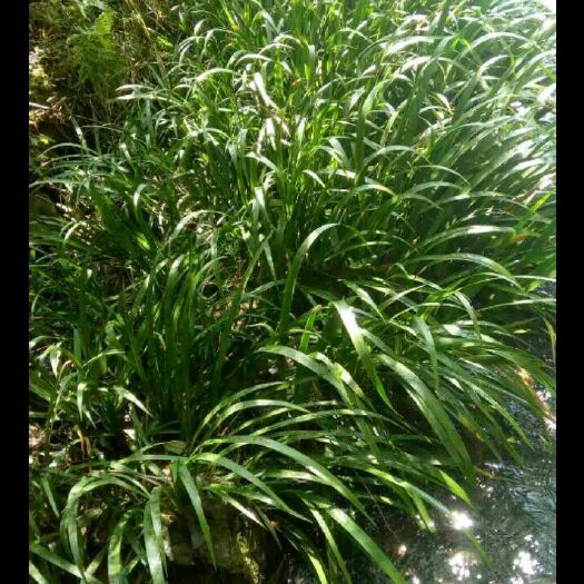 镇雄县石菖蒲苗