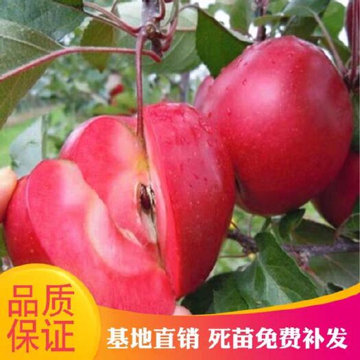 平邑县红肉苹果树苗 口感好，产量高，基地直销