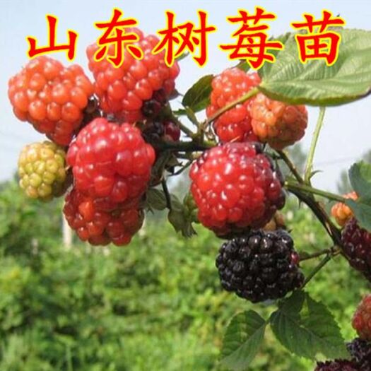 平邑县 红树莓苗 树莓苗 基地直销质量保证 包邮运费