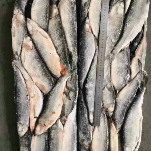 太和县 大量批发青鱼，也叫青占鱼