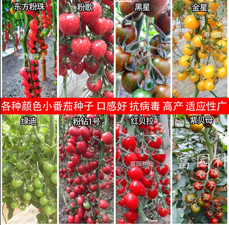 櫻桃番茄種子小西紅柿品種千禧類(lèi)型水果迷你番茄品種