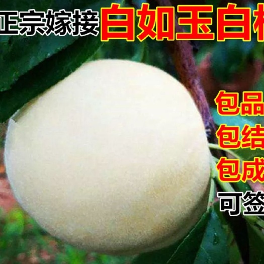 平邑县 嫁接桃树苗嫁接白如玉桃树苗包成活包品种死苗补发