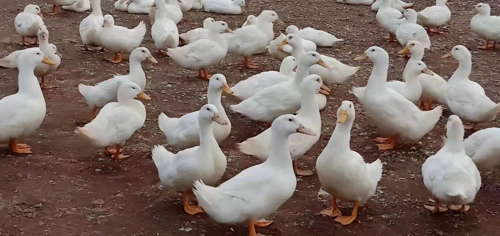 樱桃鸭,均匀7.5斤左右