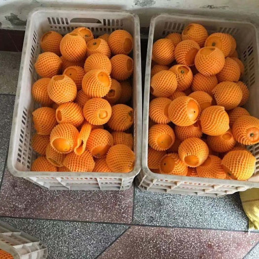 秭归县中华红橙 最近新品种大量上市，有长虹，圆虹，中华红，九月红，价格从优，