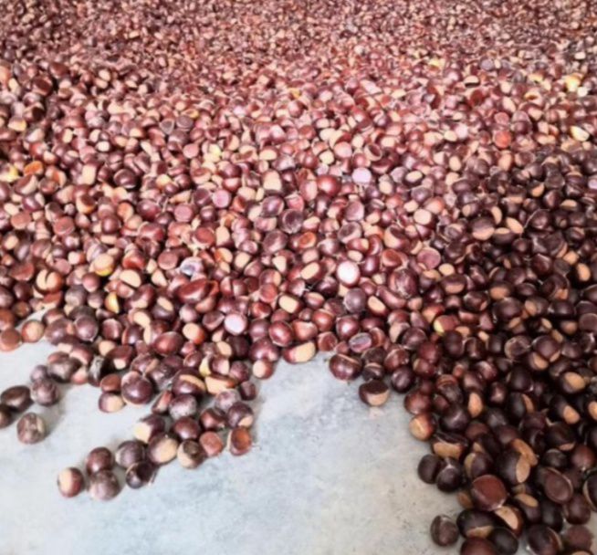 大红袍板栗苗 嫁接板栗苗。当年就能挂果的板栗苗