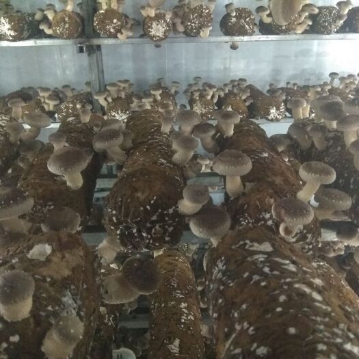天峨县菌棒（不含菌种）  出售定做给类菌棒