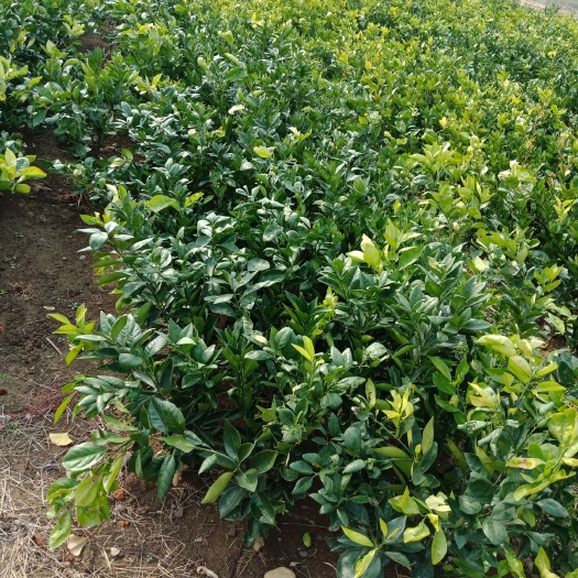 岳阳纽荷尔脐橙苗 脐橙苗 纽荷尔脐橙嫁接苗