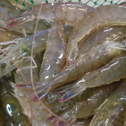 珠海 供应对虾 明虾