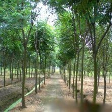 平邑县 合欢树
