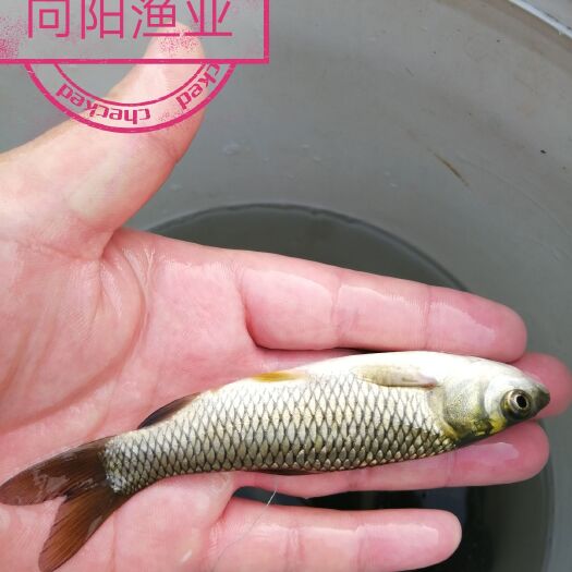 重庆市草鱼苗 养殖户