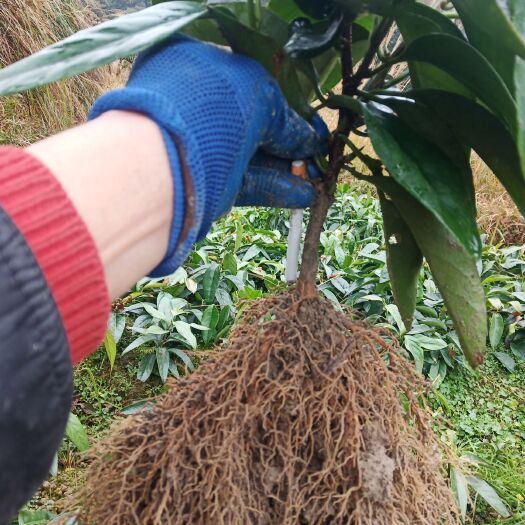 通道县粉红黑老虎苗  《布福娜一年苗，苗壮根细发达，果大肉汁多皮溥》