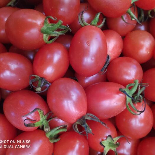 海南千禧圣女果