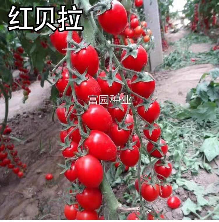 櫻桃番茄種子小西紅柿品種千禧類(lèi)型水果迷你番茄品種