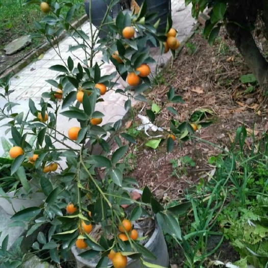 眉山脆蜜金柑苗 味道纯甜，过年的时候，树上金灿灿的，自己脑补