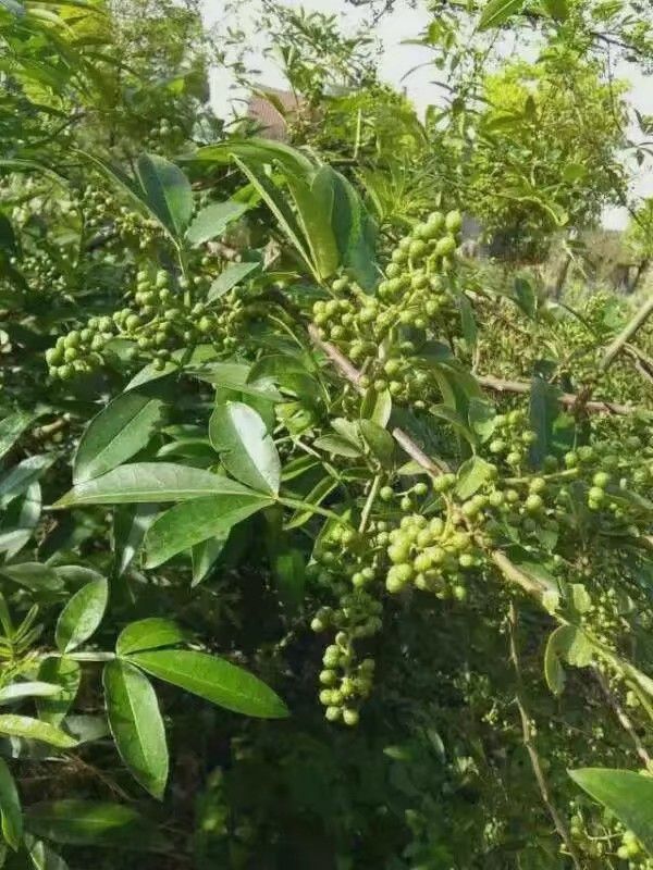  花椒苗，青花椒苗，金阳花椒籽纯正品种育苗