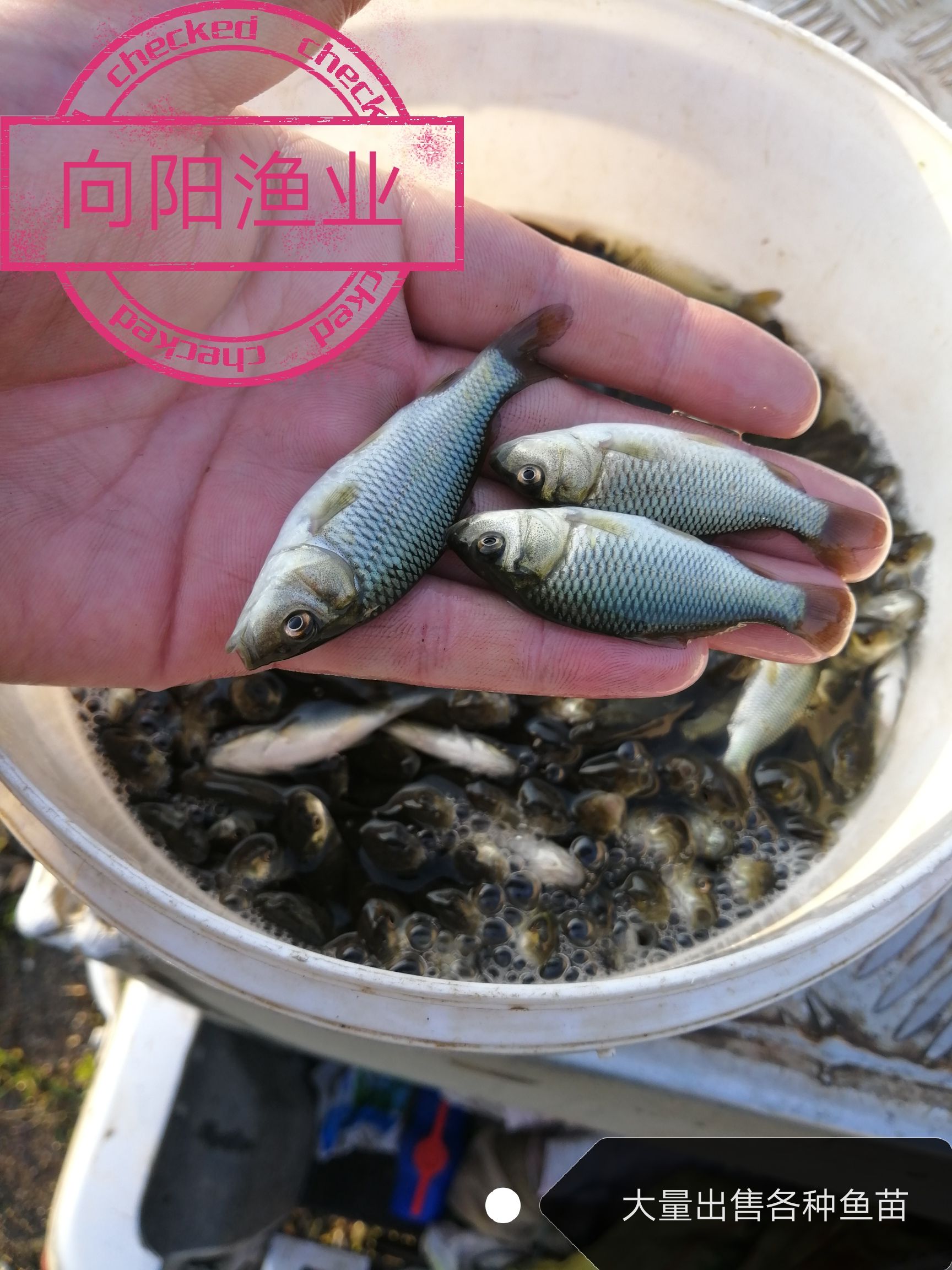 鲤鱼苗 鲤鱼，裸鲤养殖户