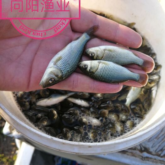 重庆市鲤鱼苗 鲤鱼，裸鲤养殖户