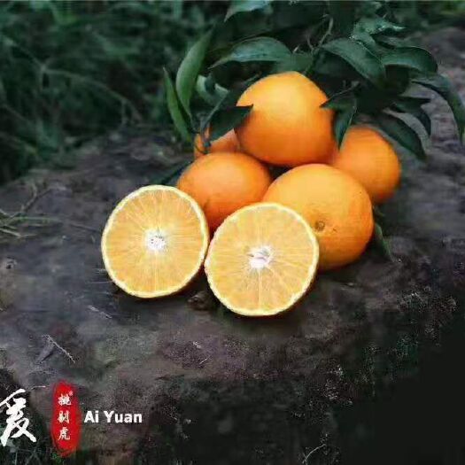 仁寿县 套袋果现摘现发四川耙耙柑橘果橙，支持一件代发