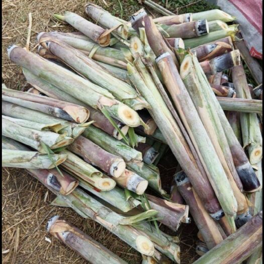 商丘 大量供应全国正宗黑皮甘蔗苗
