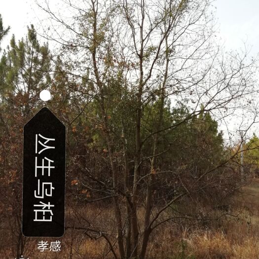 孝昌县 丛生乌桕
