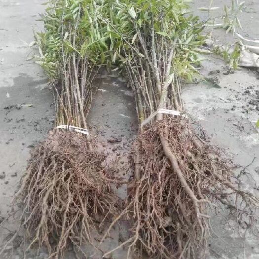 岳阳 花椒苗，青花椒苗，金阳花椒籽纯正品种育苗