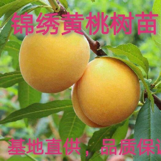 平邑县锦绣黄桃树苗，8月中旬成熟，肉质金黄，核小