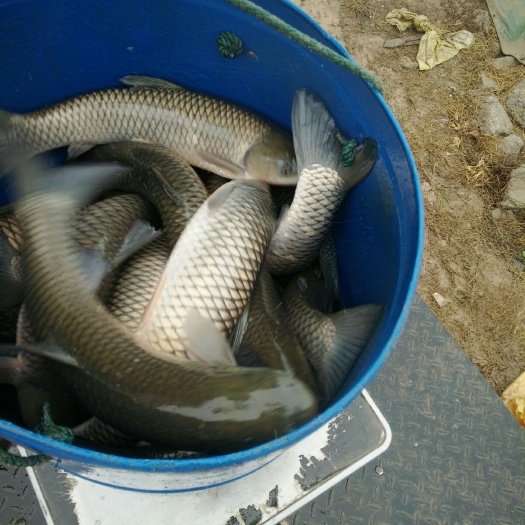 黄梅县 大湖赶网草鱼体型好，质量好，规格456评5斤左右。