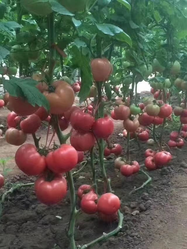  粉果  西红柿苗，早春西红柿番茄种子种苗  抗病毒 抗死棵