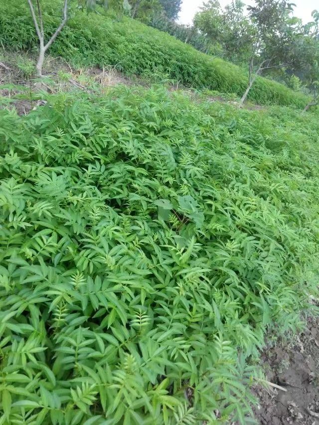  花椒苗，青花椒苗，金阳花椒籽纯正品种育苗