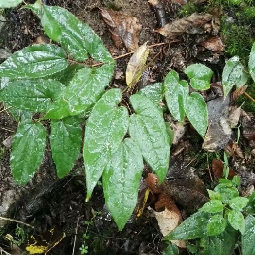镇雄县淫羊藿种苗 淫羊藿苗