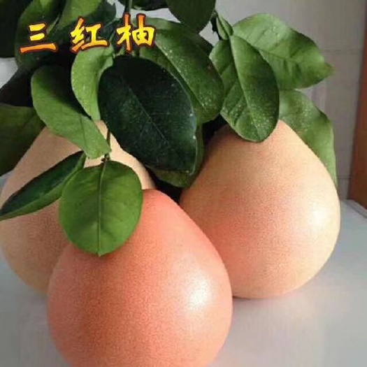 平和县琯溪蜜柚苗  三红蜜柚苗，蜜柚苗，红心蜜柚苗，柚子苗。
